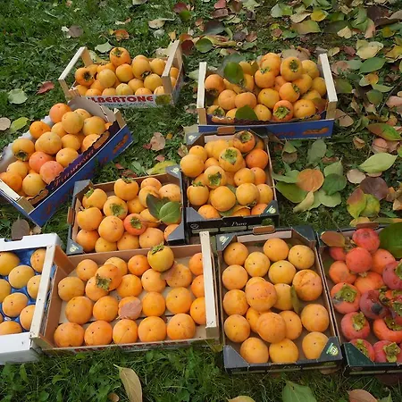 Frühstückspension Casa Rovelli Alfiano Natta