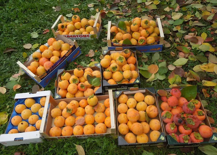 ベッド・アンド・ブレックファスト Casa Rovelli アルフィアーノ・ナッタ